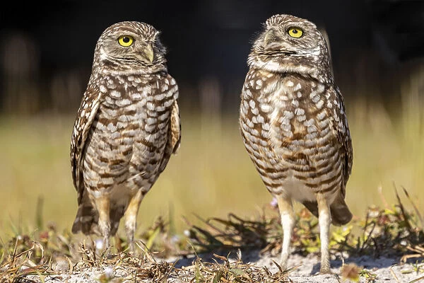 Burrowing owls in Cape Coral, Florida, USA