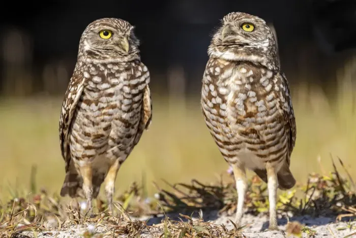 Framed Print : Burrowing owls in Cape Coral, Florida, USA Framed Print : Burrowing owls in Cape Coral, Florida, USA