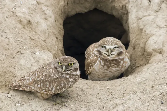 Framed Print : Burrowing Owls at Nest Entrance