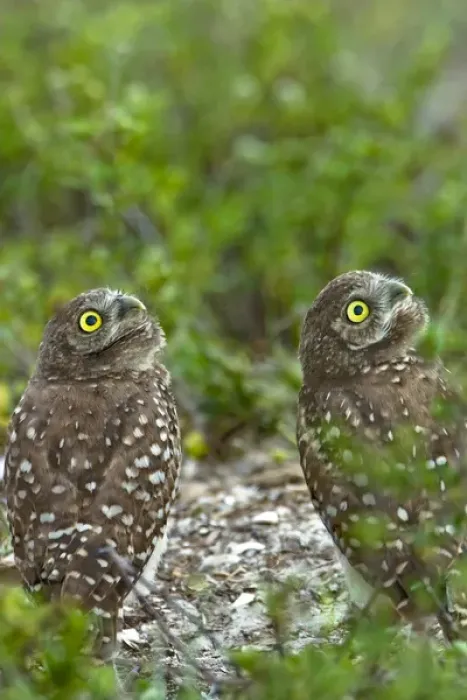 Framed Print : Burrowing owls are a popular site on Marco Island, Florida where they excavate