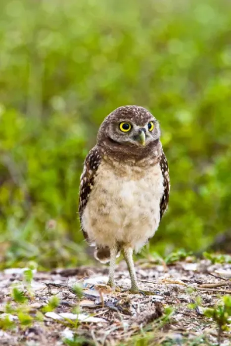 Framed Print : Burrowing owls are a popular site on Marco Island, Florida where they excavate Framed Print : Burrowing owls are a popular site on Marco Island, Florida where they excavate