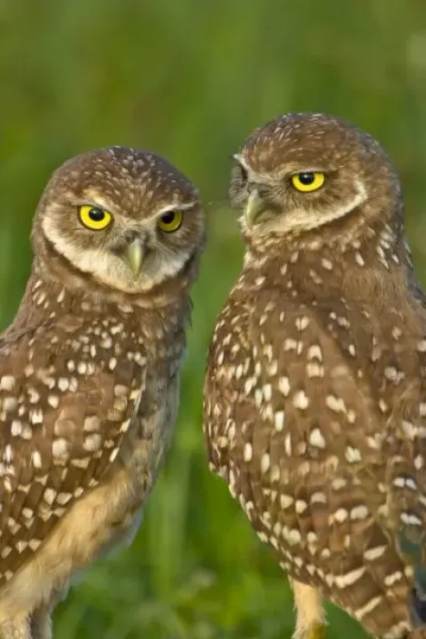 Framed Print : Burrowing owls are a popular site on Marco Island, Florida where they excavate Framed Print : Burrowing owls are a popular site on Marco Island, Florida where they excavate