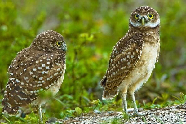 Burrowing owls are a popular site on Marco Island, Florida where they excavate
