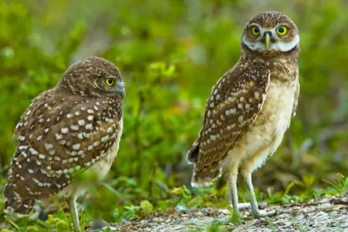 Framed Print : Burrowing owls are a popular site on Marco Island, Florida where they excavate Framed Print : Burrowing owls are a popular site on Marco Island, Florida where they excavate