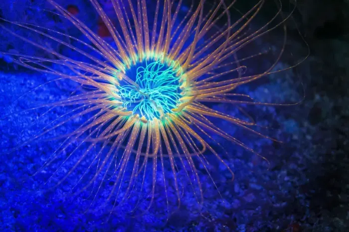Framed Print : Burrowing Tube Anemone, Night Fluorescing, Puerto Galera, Philippines Framed Print : Burrowing Tube Anemone, Night Fluorescing, Puerto Galera, Philippines