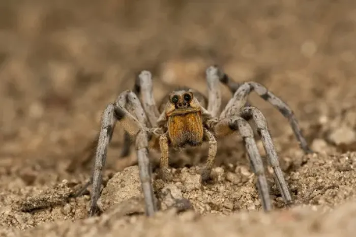 Framed Print : Burrowing Wolf Spider Geolycosa sp. Southern Arizona Framed Print : Burrowing Wolf Spider Geolycosa sp. Southern Arizona