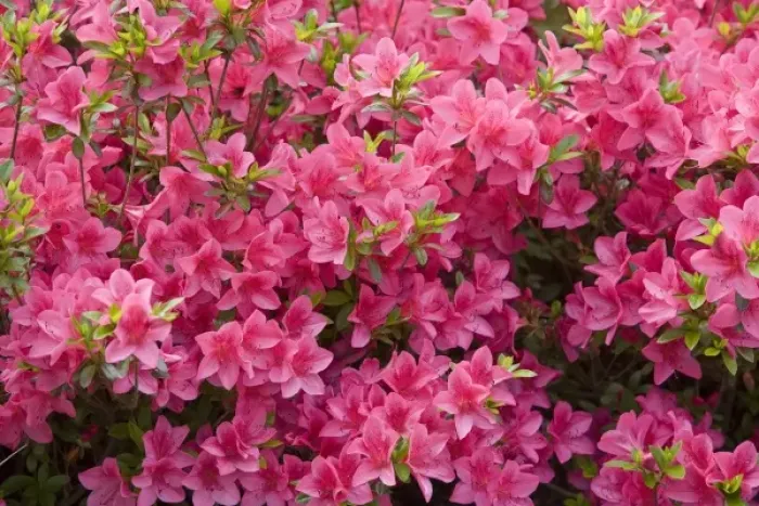 Framed Print : A bush of pink flowers in bloom Framed Print : A bush of pink flowers in bloom