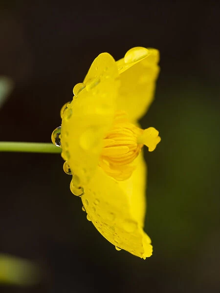 Bush poppy with rain drops (California native plant), Southern California