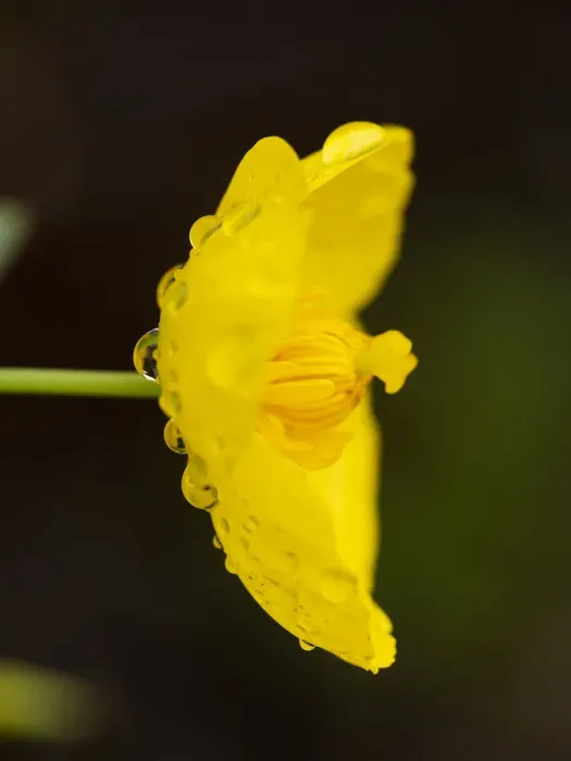 Framed Print : Bush poppy with rain drops (California native plant), Southern California Framed Print : Bush poppy with rain drops (California native plant), Southern California