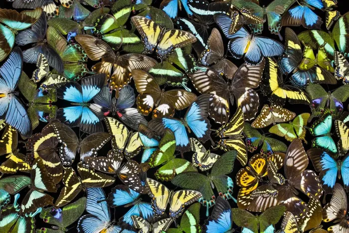 Framed Print : Butterflies grouped together to make pattern, Sammamish, Washington State Framed Print : Butterflies grouped together to make pattern, Sammamish, Washington State