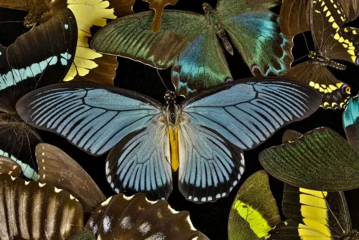 Framed Print : Butterflies grouped together to make pattern with African Blue, Papilio zalmoxis, Sammamish Framed Print : Butterflies grouped together to make pattern with African Blue, Papilio zalmoxis, Sammamish
