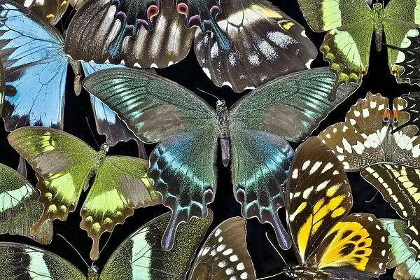 Butterflies grouped together to make pattern with Asian swallowtail Papilio bianor