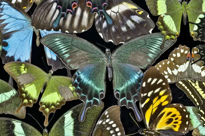 Framed Print : Butterflies grouped together to make pattern with Asian swallowtail Papilio bianor Framed Print : Butterflies grouped together to make pattern with Asian swallowtail Papilio bianor