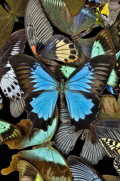 Butterflies grouped together to make pattern with mountain blue swallowtail, Sammamish