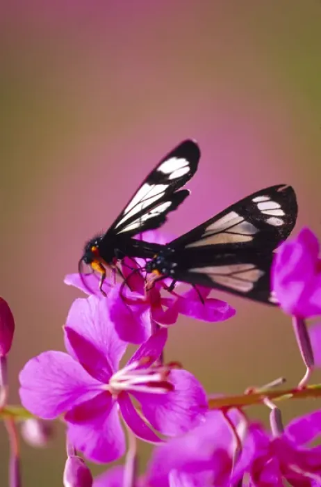 Framed Print : Butterfly (Chamerion danietsii) on fireweed