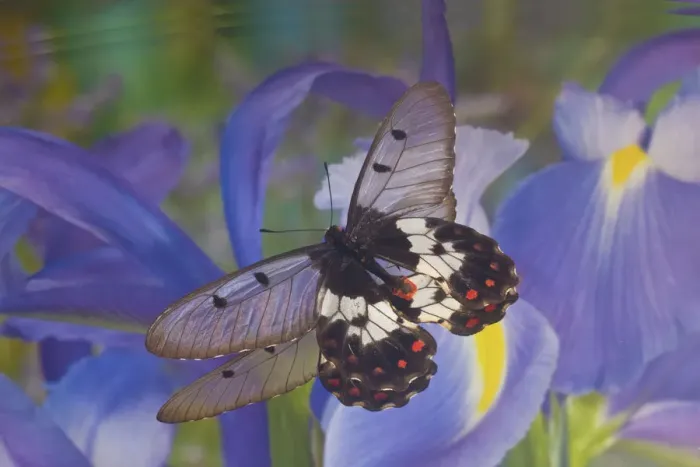 Framed Print : Butterfly Cressida with clear wings reflection with blue Dutch iris Framed Print : Butterfly Cressida with clear wings reflection with blue Dutch iris
