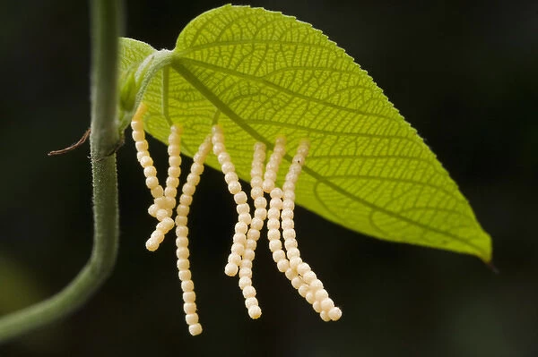 Butterfly Eggs (Hamadryas a. amphiname) under leaf Butterfly farm