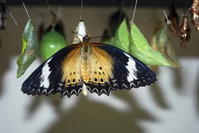 Framed Print : The Butterfly Farm, Quartier d Orleans, St. Martin Framed Print : The Butterfly Farm, Quartier d Orleans, St. Martin