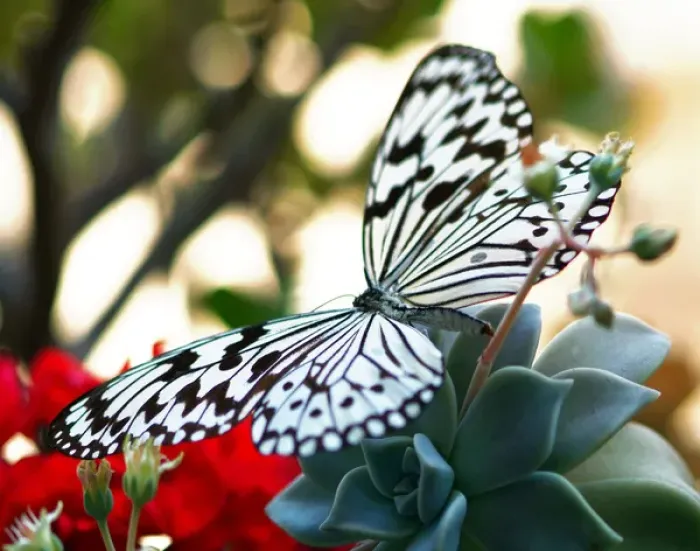 Framed Print : Butterfly on a flower Framed Print : Butterfly on a flower