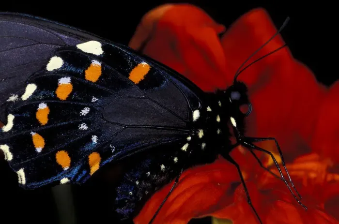 Framed Print : Butterfly on flower