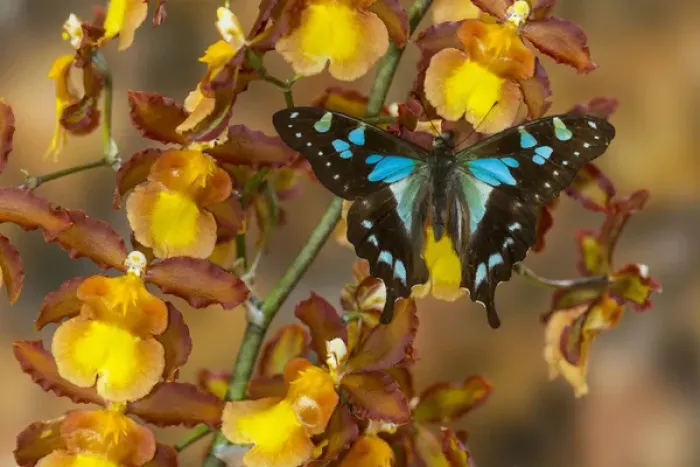 Framed Print : Butterfly Graphium Stresemanni Framed Print : Butterfly Graphium Stresemanni