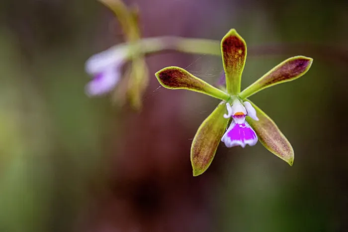 Framed Print : The butterfly orchid grows in swamps and wet woodlands of south Florida Framed Print : The butterfly orchid grows in swamps and wet woodlands of south Florida