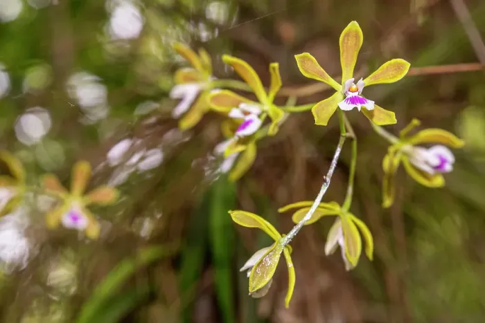 Framed Print : The butterfly orchid is locally abundant among the swamps and woodlands of south Florida. It can be quite showy and fragrant Framed Print : The butterfly orchid is locally abundant among the swamps and woodlands of south Florida. It can be quite showy and fragrant
