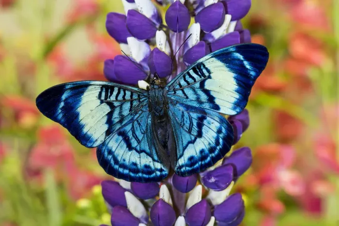 Framed Print : Butterfly, Panacea procilla on lupine, Bandon, Oregon