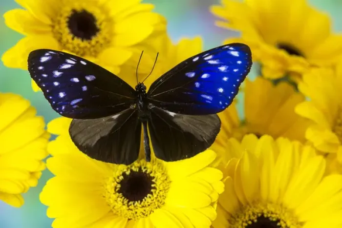 Framed Print : Butterfly the Striped Blue Crow, Euphoea mulcider Framed Print : Butterfly the Striped Blue Crow, Euphoea mulcider