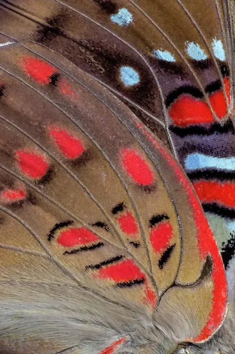 Framed Print : Butterfly wing close-up Framed Print : Butterfly wing close-up