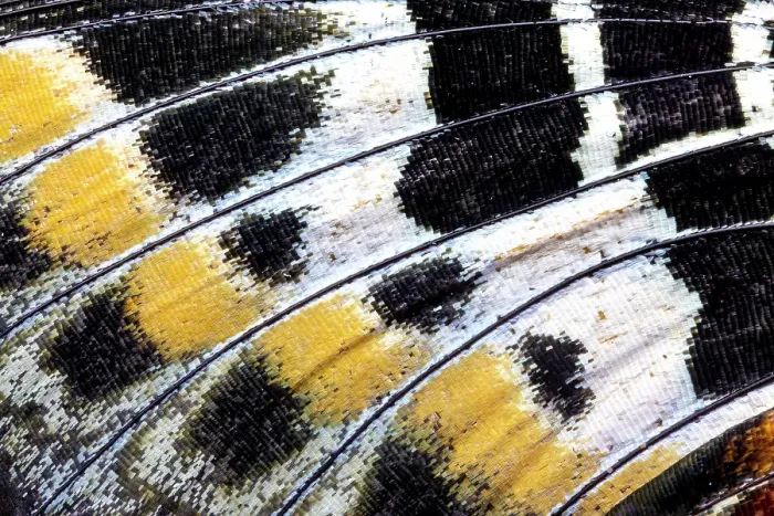 Framed Print : Butterfly wing close-up Framed Print : Butterfly wing close-up
