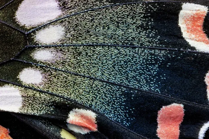 Framed Print : Butterfly wing close-up
