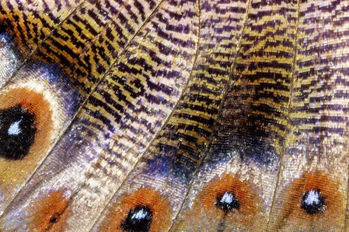 Framed Print : Butterfly wing close-up