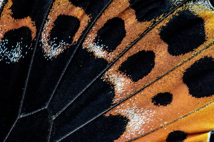 Framed Print : Butterfly wing close-up Framed Print : Butterfly wing close-up