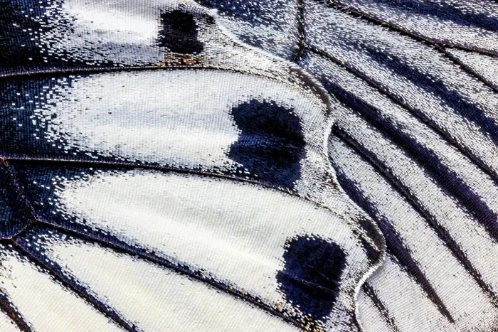Framed Print : Butterfly wing close-up Framed Print : Butterfly wing close-up