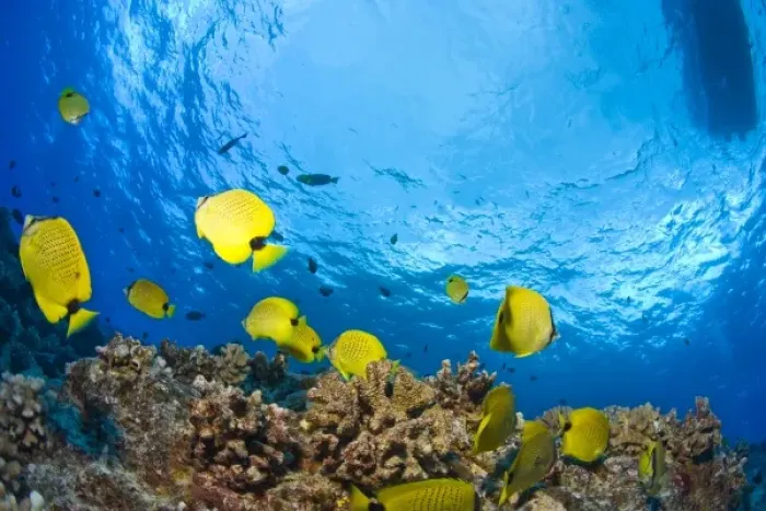 Framed Print : Butterflyfish, Molokini Crater (Bird Sanctuary), South Maui, Hawaii, USA Framed Print : Butterflyfish, Molokini Crater (Bird Sanctuary), South Maui, Hawaii, USA
