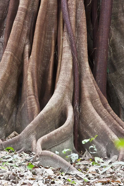 Buttress Root and trunk detail of a Ceiba Tree (Ceiba pentandra) in Corcovado National Park