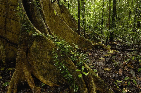 Buttress Roots Rain Forest Understory Yasuni National Park Biosphere Reserve