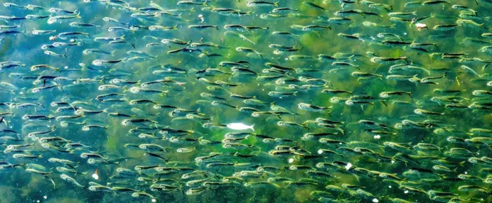 Framed Print : Buzzards Bay, Dartmouth, Massachusetts. Millions of pogy fish swarm together next to Framed Print : Buzzards Bay, Dartmouth, Massachusetts. Millions of pogy fish swarm together next to