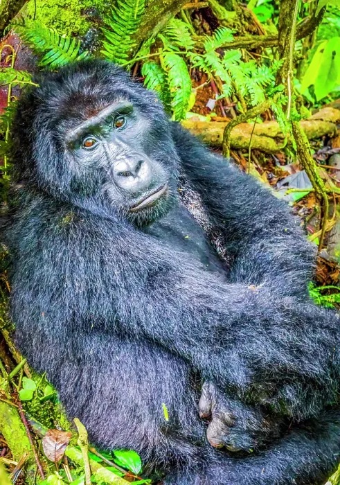 Framed Print : Bwindi Impenetrable Forest, Uganda, Africa. Portrait of Silverback alpha male, leader of group of endangered Mountain Gorillas Framed Print : Bwindi Impenetrable Forest, Uganda, Africa. Portrait of Silverback alpha male, leader of group of endangered Mountain Gorillas