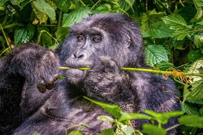 Framed Print : Bwindi Impenetrable Forest, Uganda, Africa. Portrait of the Silverback, alpha male leader of group of endangered Mountain Gorillas Framed Print : Bwindi Impenetrable Forest, Uganda, Africa. Portrait of the Silverback, alpha male leader of group of endangered Mountain Gorillas