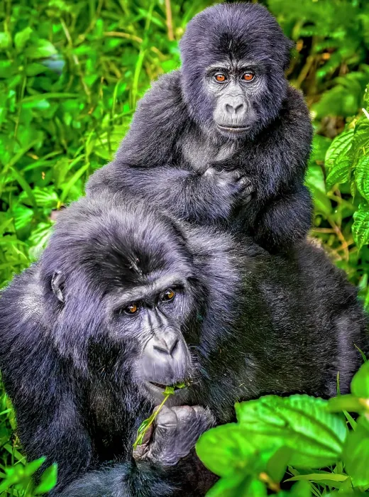 Framed Print : Bwindi Impenetrable Forest, Uganda, Africa. Portrait of mother and baby Mountain Gorillas foraging in the tropical rainforest