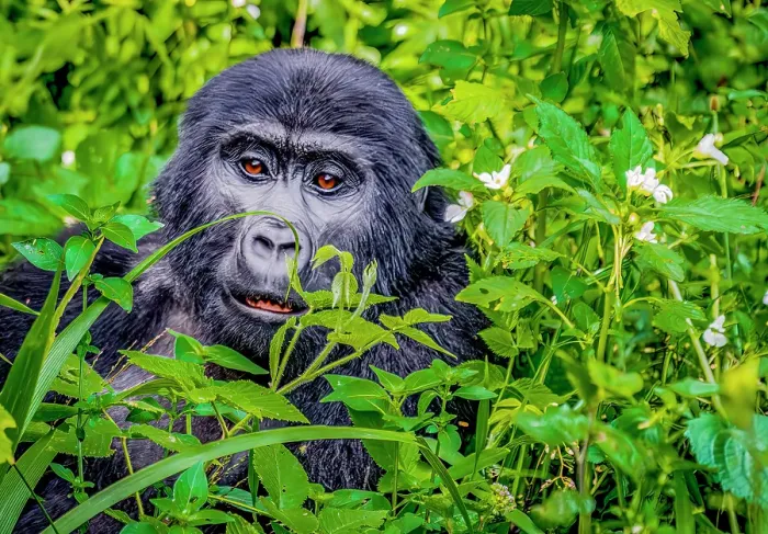 Framed Print : Bwindi Impenetrable Forest, Uganda, Africa. Close-up portrait of juvenile male Mountain Gorilla in the tropical rainforest