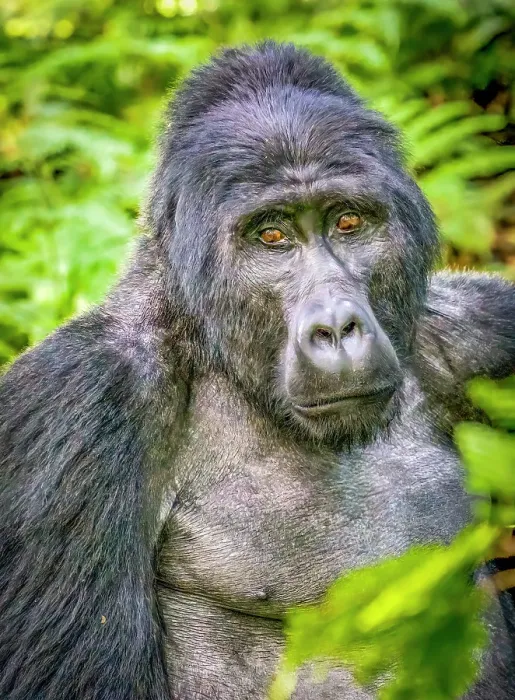 Framed Print : Bwindi Impenetrable Forest, Uganda, Africa. Portrait of the Silverback, alpha male leader of group of endangered Mountain Gorillas