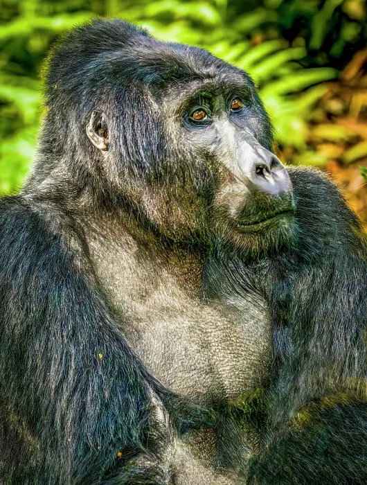 Framed Print : Bwindi Impenetrable Forest, Uganda, Africa. Close-up portrait of Silverback Mountain Gorilla, alpha male of his clan Framed Print : Bwindi Impenetrable Forest, Uganda, Africa. Close-up portrait of Silverback Mountain Gorilla, alpha male of his clan