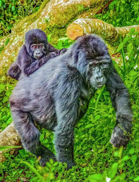 Framed Print : Bwindi Impenetrable Forest, Uganda, Africa. Portrait of mother and baby endangered Mountain Gorillas, of which half the world's population live in Uganda