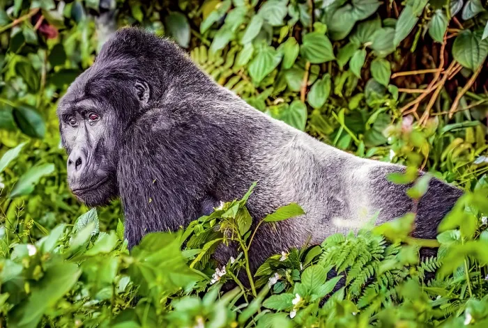 Framed Print : Bwindi Impenetrable Forest, Uganda, Africa. Portrait of Silverback Mountain Gorilla, alpha male of his clan