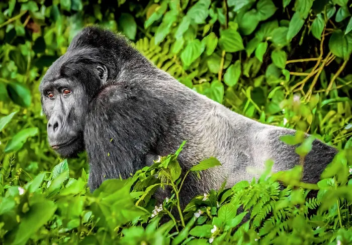 Framed Print : Bwindi Impenetrable Forest, Uganda, Africa. Portrait of the Silverback, alpha male leader of group of endangered Mountain Gorillas Framed Print : Bwindi Impenetrable Forest, Uganda, Africa. Portrait of the Silverback, alpha male leader of group of endangered Mountain Gorillas