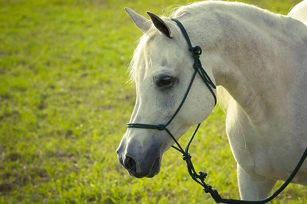 C. N. IBN Laurence, aka Jojo, Registered Bloodlines: Egyptian  /  Davenport Arabian stallion