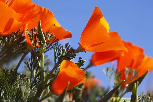 CA, Antelope Valley near Lancaster, poppies and blue sky